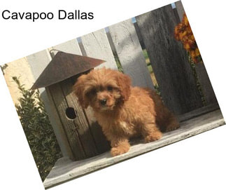 Cavapoo Dallas