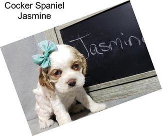 Cocker Spaniel Jasmine