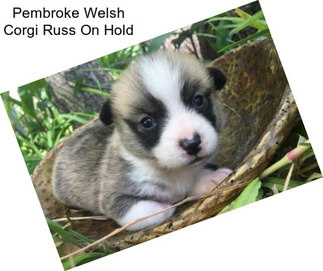 Pembroke Welsh Corgi Russ On Hold