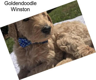 Goldendoodle Winston