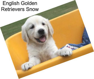 English Golden Retrievers Snow