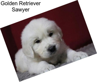 Golden Retriever Sawyer