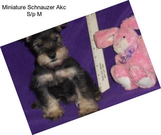 Miniature Schnauzer Akc S/p M