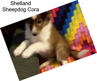 Shetland Sheepdog Cora