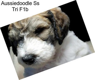 Aussiedoodle Ss Tri F1b