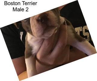 Boston Terrier Male 2