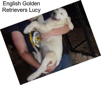 English Golden Retrievers Lucy