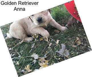 Golden Retriever Anna