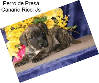 Perro de Presa Canario Ricci Js