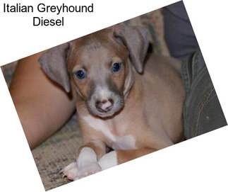 Italian Greyhound Diesel