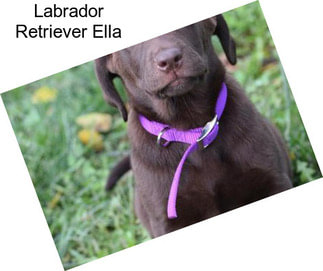 Labrador Retriever Ella