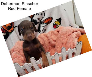 Doberman Pinscher Red Female