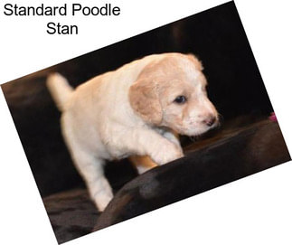 Standard Poodle Stan