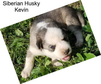 Siberian Husky Kevin