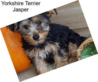Yorkshire Terrier Jasper