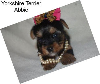 Yorkshire Terrier Abbie