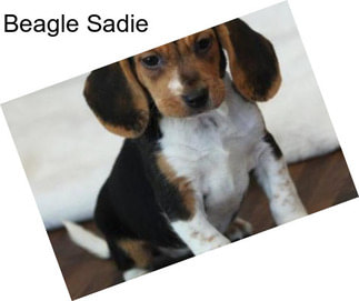 Beagle Sadie