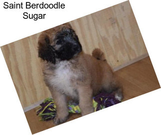 Saint Berdoodle Sugar