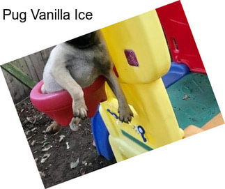 Pug Vanilla Ice