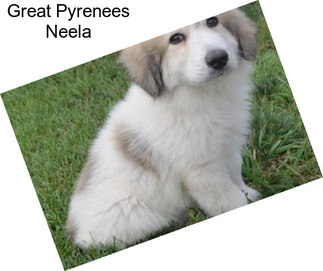 Great Pyrenees Neela