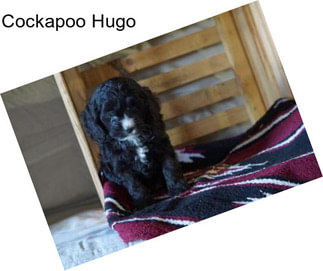 Cockapoo Hugo