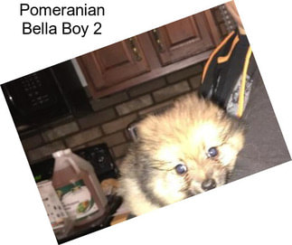 Pomeranian Bella Boy 2