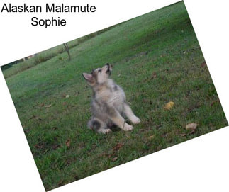 Alaskan Malamute Sophie