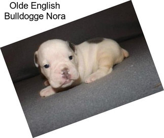 Olde English Bulldogge Nora