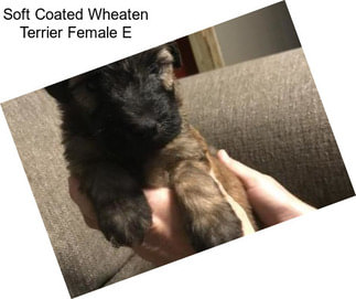 Soft Coated Wheaten Terrier Female E