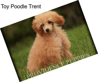 Toy Poodle Trent