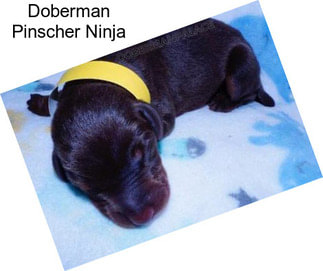 Doberman Pinscher Ninja
