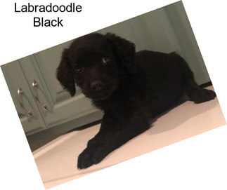 Labradoodle Black