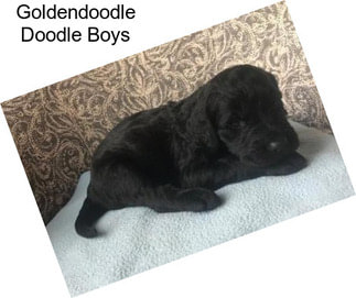 Goldendoodle Doodle Boys