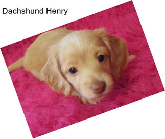 Dachshund Henry