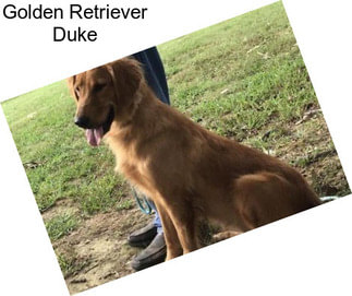 Golden Retriever Duke