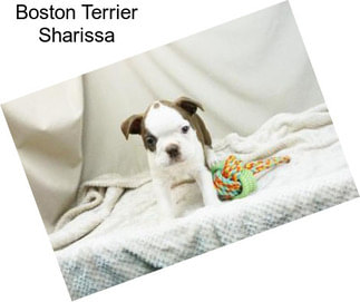 Boston Terrier Sharissa