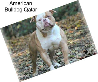 American Bulldog Qatar