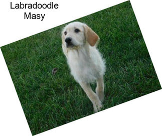 Labradoodle Masy