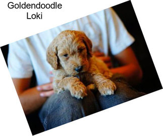 Goldendoodle Loki