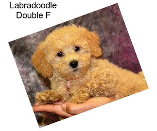 Labradoodle Double F