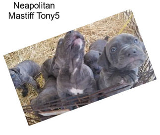 Neapolitan Mastiff Tony5