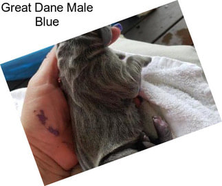 Great Dane Male Blue
