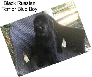 Black Russian Terrier Blue Boy