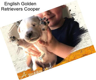 English Golden Retrievers Cooper