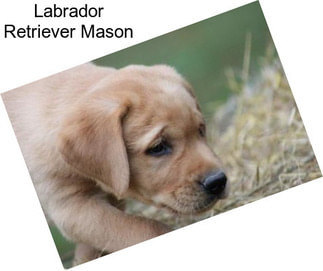 Labrador Retriever Mason