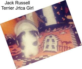 Jack Russell Terrier Jrtca Girl