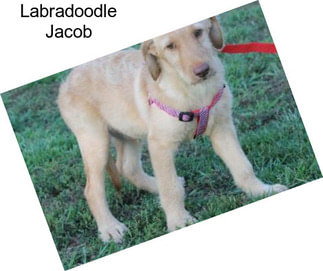 Labradoodle Jacob