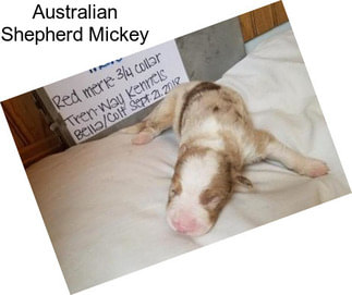 Australian Shepherd Mickey