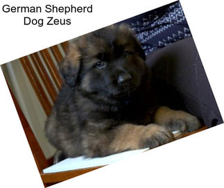 German Shepherd Dog Zeus