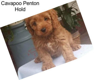 Cavapoo Penton Hold